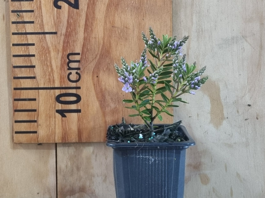 5x Hebe Fruticeti - $5.99 each