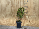 5x Hebe Fruticeti - $5.99 each