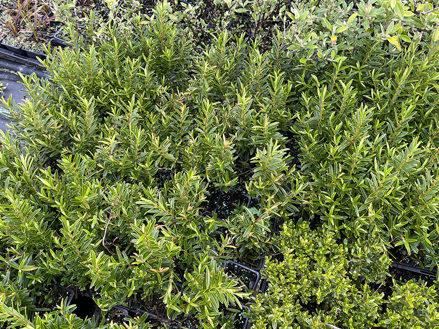 100x Hebe Garden Beauty - $3.99 each