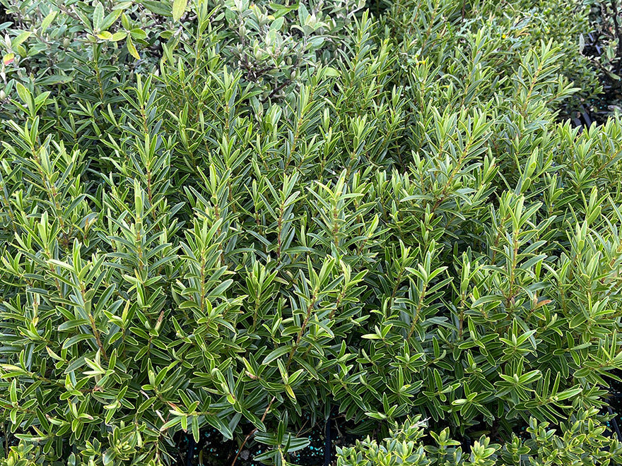 100x Hebe Garden Beauty - $3.99 each