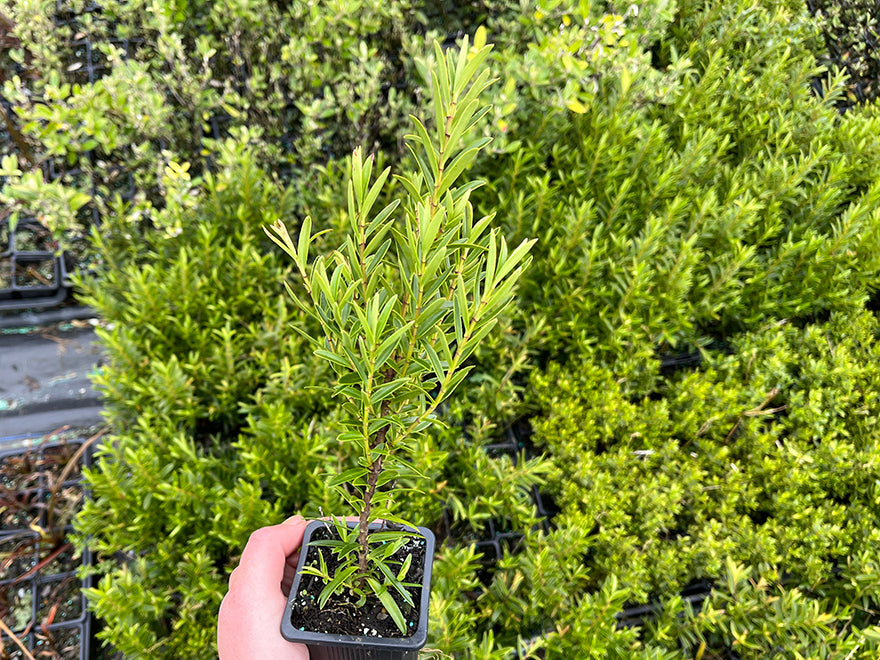 100x Hebe Garden Beauty - $3.99 each