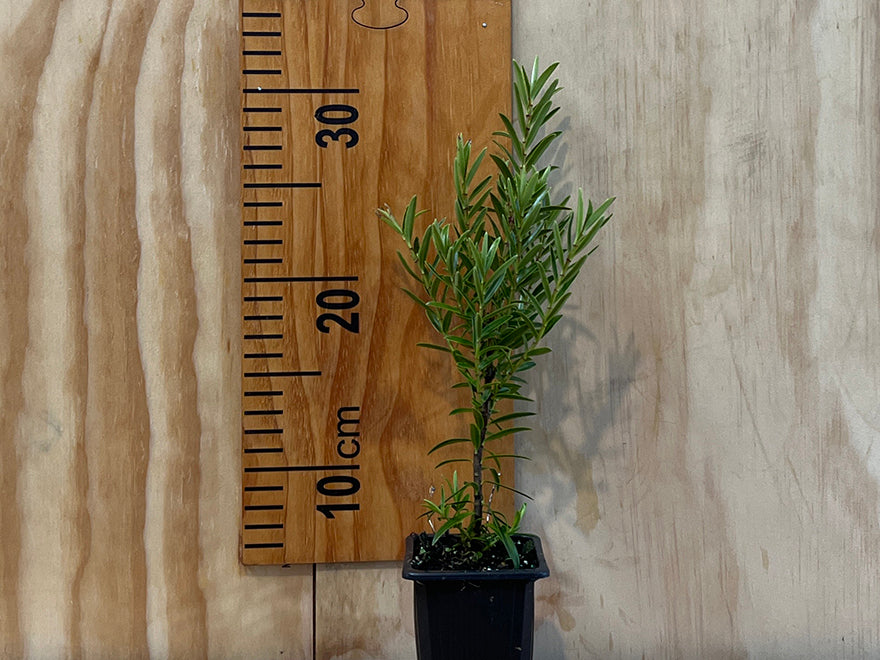 5x Hebe Garden Beauty - $5.99 each