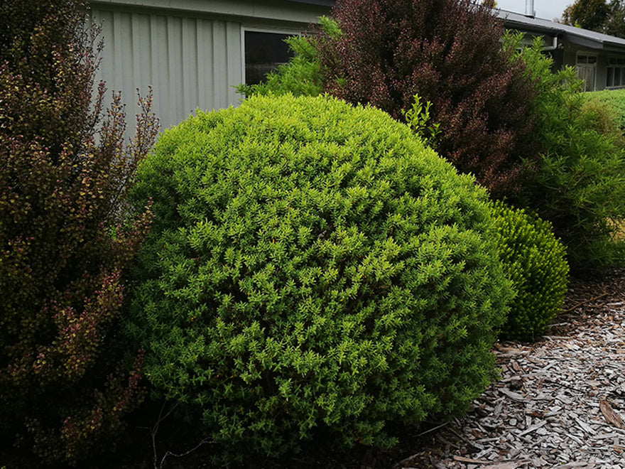 5x Hebe Glaucophylla - $5.99 each