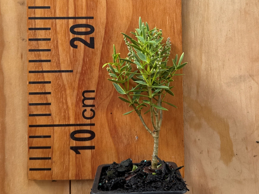 100x Hardy Hebe Combo - $3.99 each