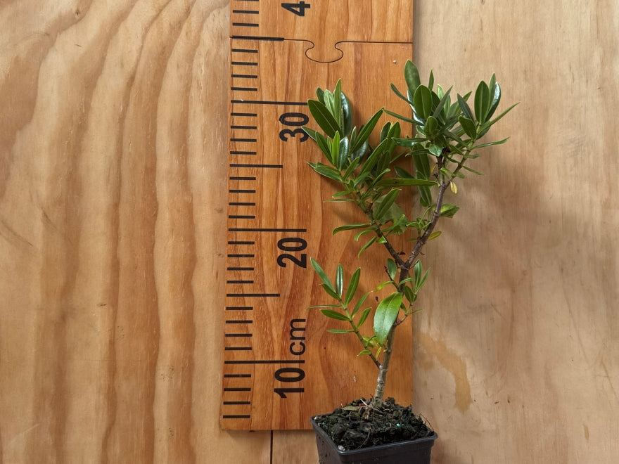 25x Hebe Icing Sugar - $4.99 each