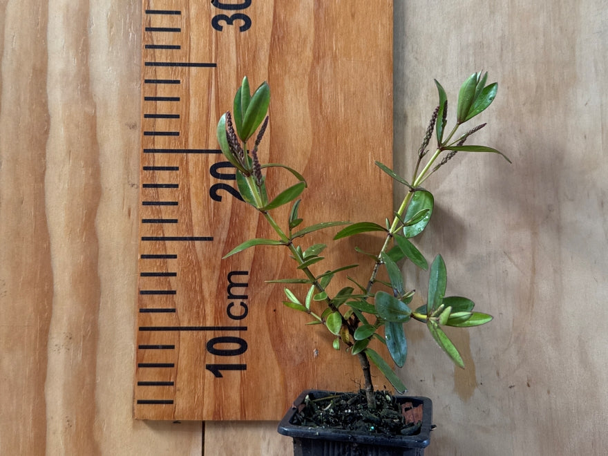 25x Hardy Hebe Combo - $4.99 each