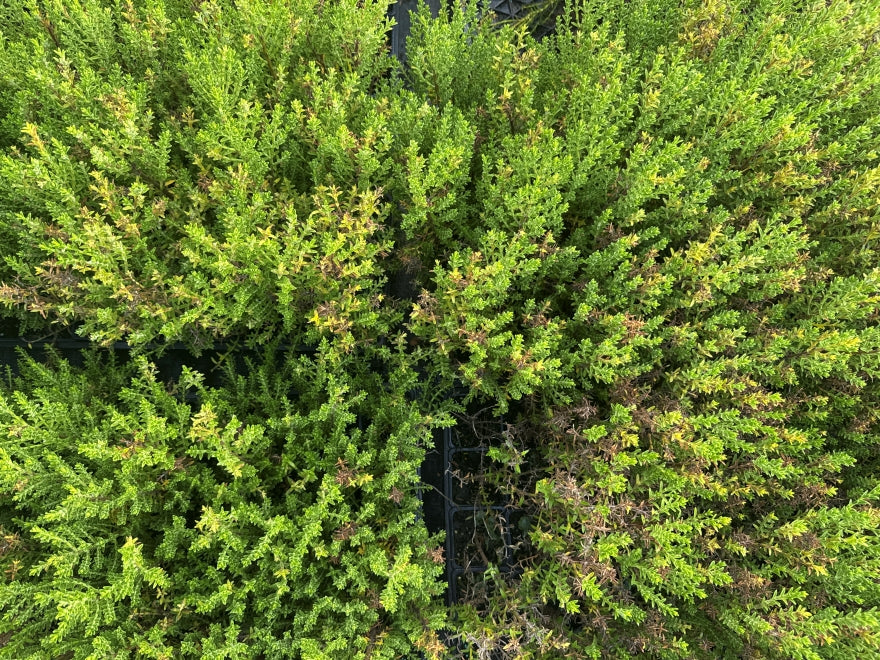 10x Hebe Jasper  - only $1.99c each