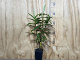 5x Hebe Latisepala - $5.99 each