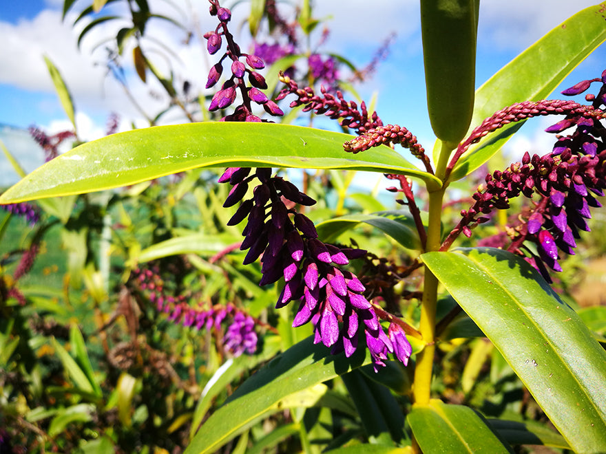 5x Hebe Latisepala - $5.99 each