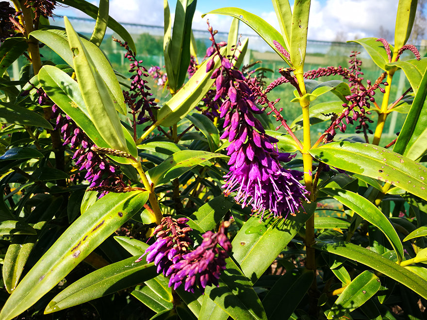 5x Hebe Latisepala - $5.99 each
