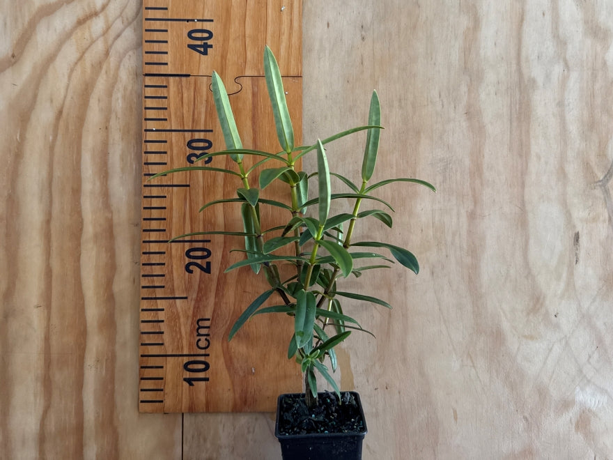 5x Hebe Latisepala - $5.99 each