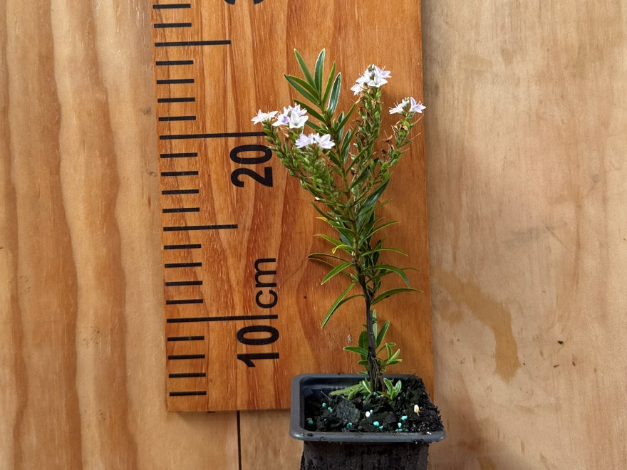 5x Hebe Lavender Lace - $5.99 each