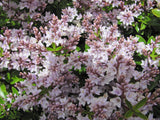 Hebe Lavender Lace