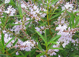 Hebe Lavender Lace