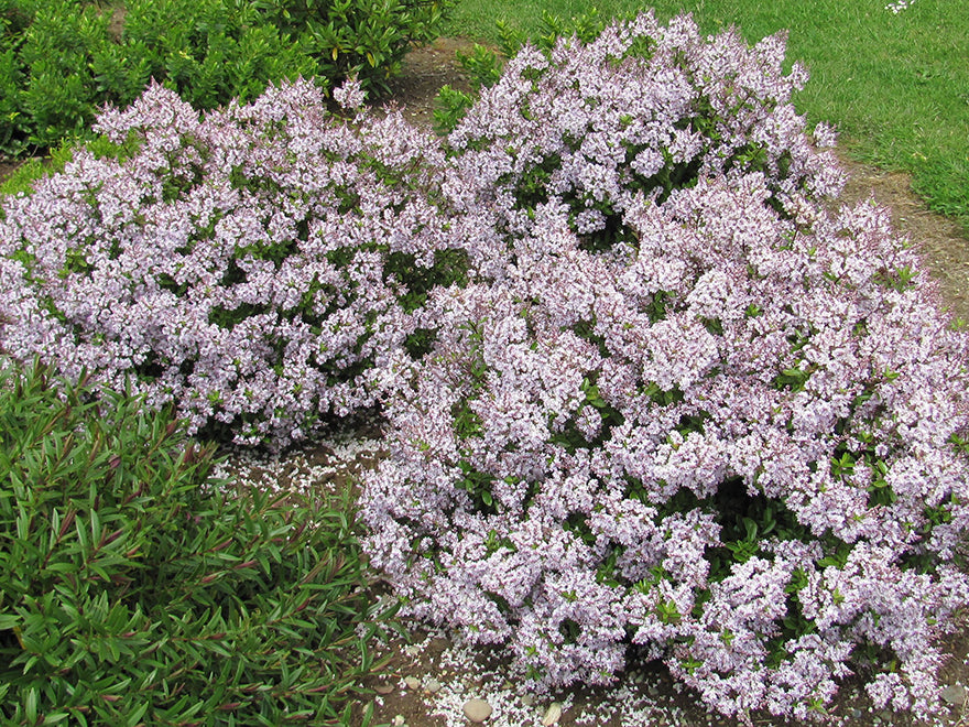 5x Hebe Lavender Lace - $5.99 each