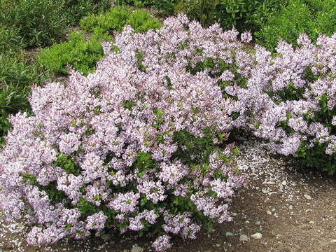 Hebe Lavender Lace