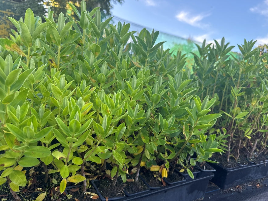 10x Hebe Lewisii - $1.99 each