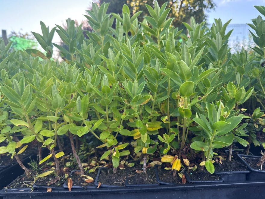 10x Hebe Lewisii - $1.99 each