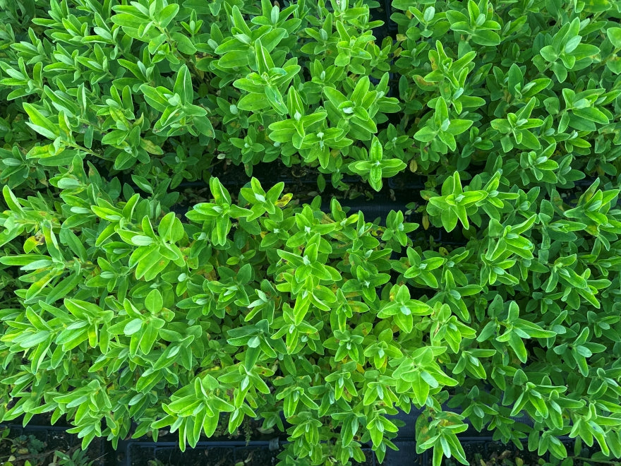 10x Hebe Lewisii - $1.99 each