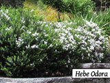 50x Hebe Combo - Favourites - $3.99 each