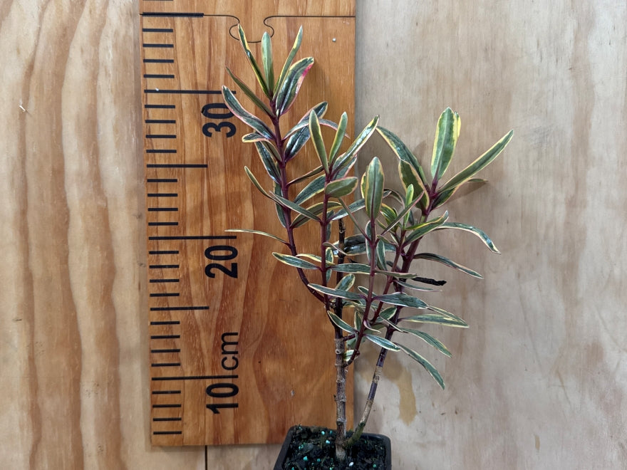 5x Hebe Annie - $5.99 each