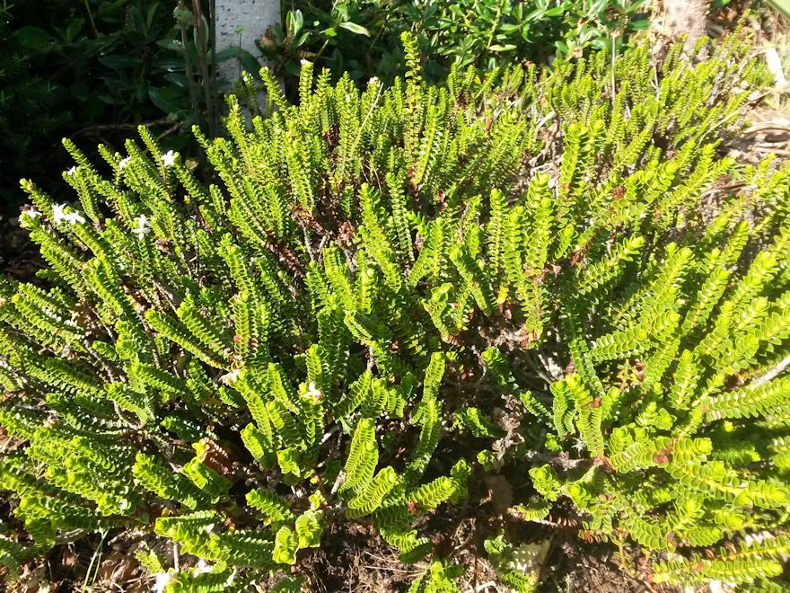 50x Hardy Hebe Combo - $3.99 each
