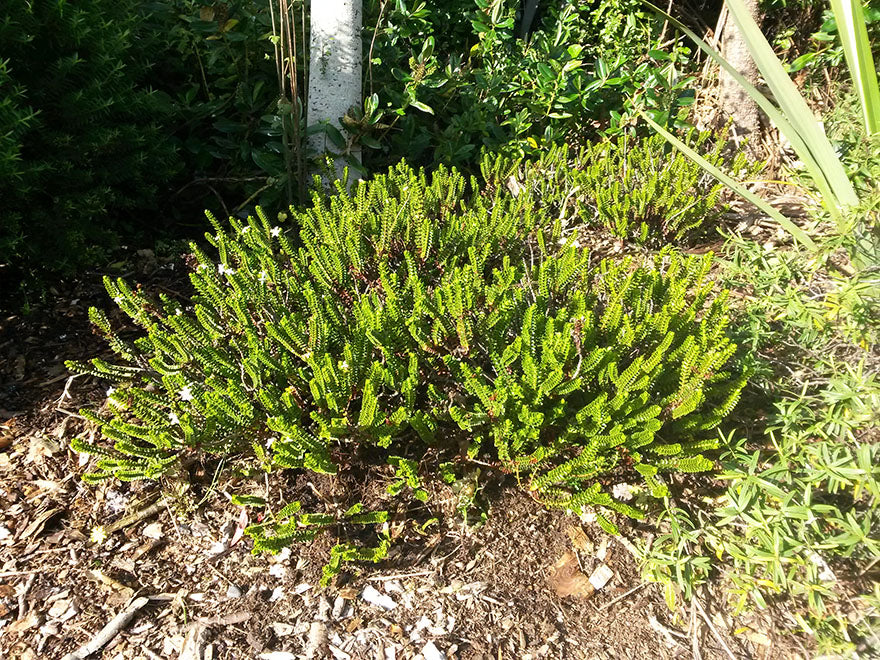 25x Hardy Hebe Combo - $4.99 each