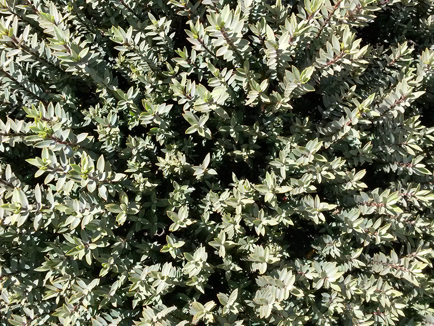 5x Hebe Pimeloides - $5.99 each