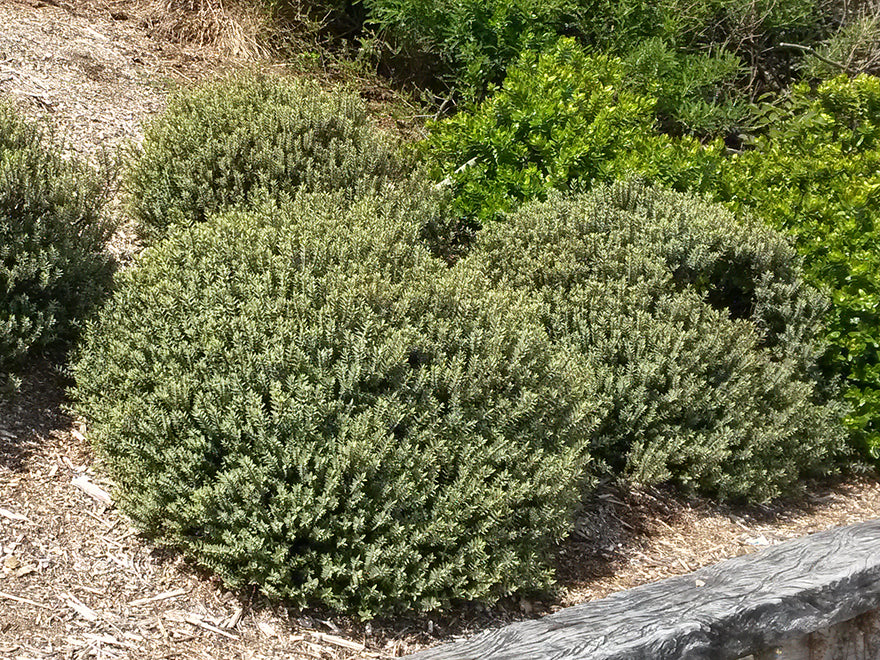 5x Hebe Pimeloides - $5.99 each