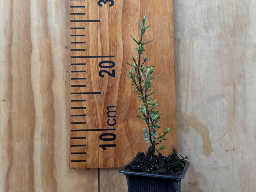 5x Hebe Pimeloides - $5.99 each