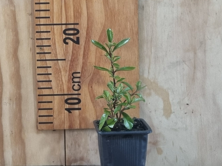 5x Hebe Spring Monarch - $5.99 each