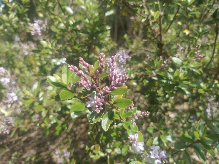 25x Hebe Spring Monarch - $4.99 each