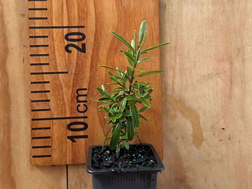 5x Hebe Subalpina - $5.99 each