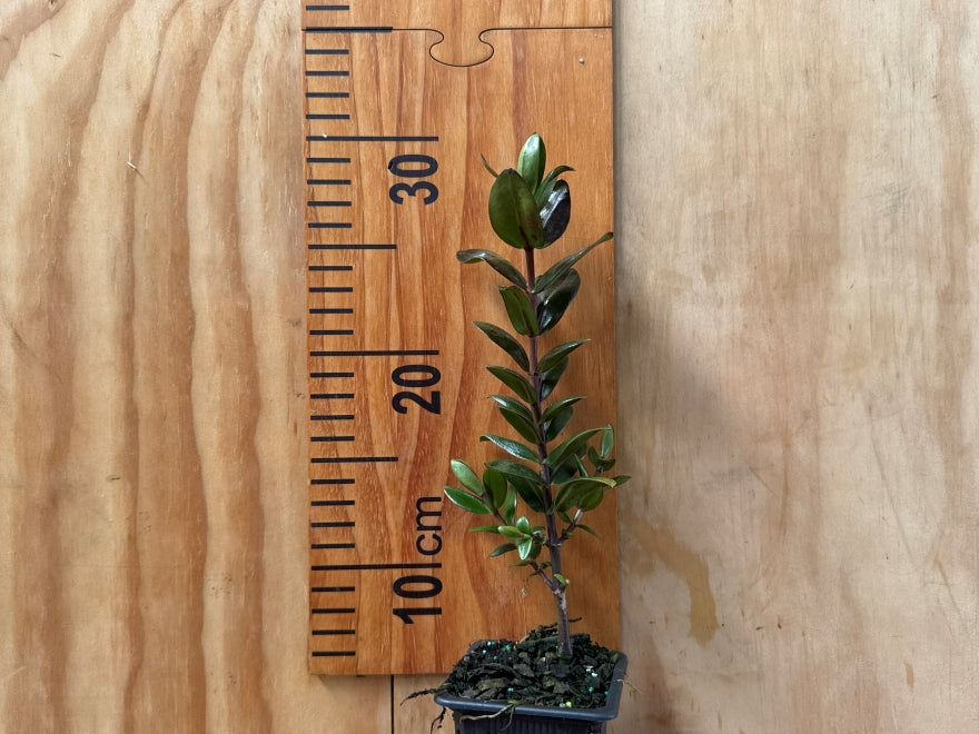 5x Hebe Sunset Boulevard- $5.99 each