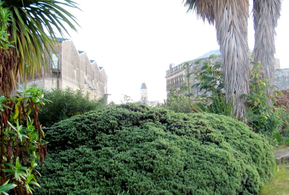 25x Hebe Sutherlandii - $4.99 each