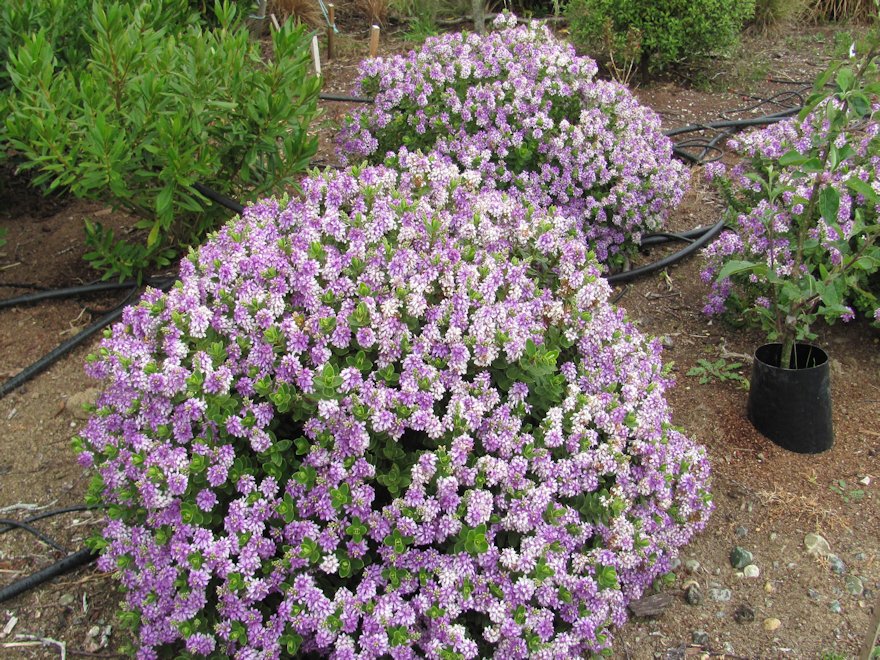 25x Hebe Talisman - $4.99 each