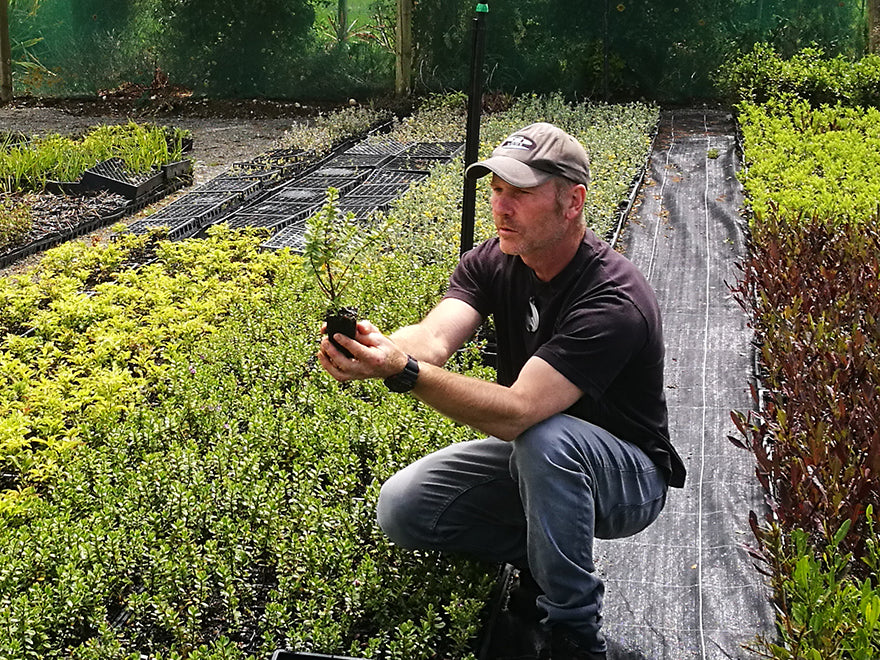 25x Hebe Talisman - $4.99 each