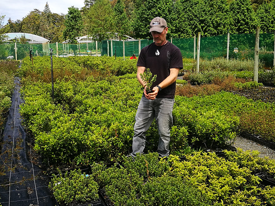 25x Hebe Talisman - $4.99 each