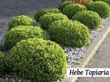 100x Low Growing Native Combo - $3.99 each