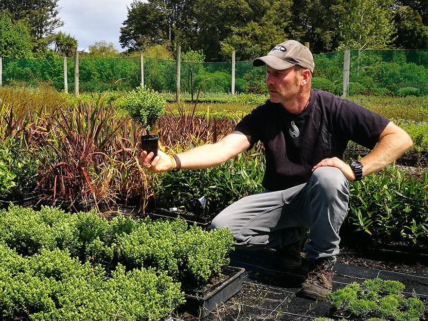 25x Hebe Topiaria - $4.99 each
