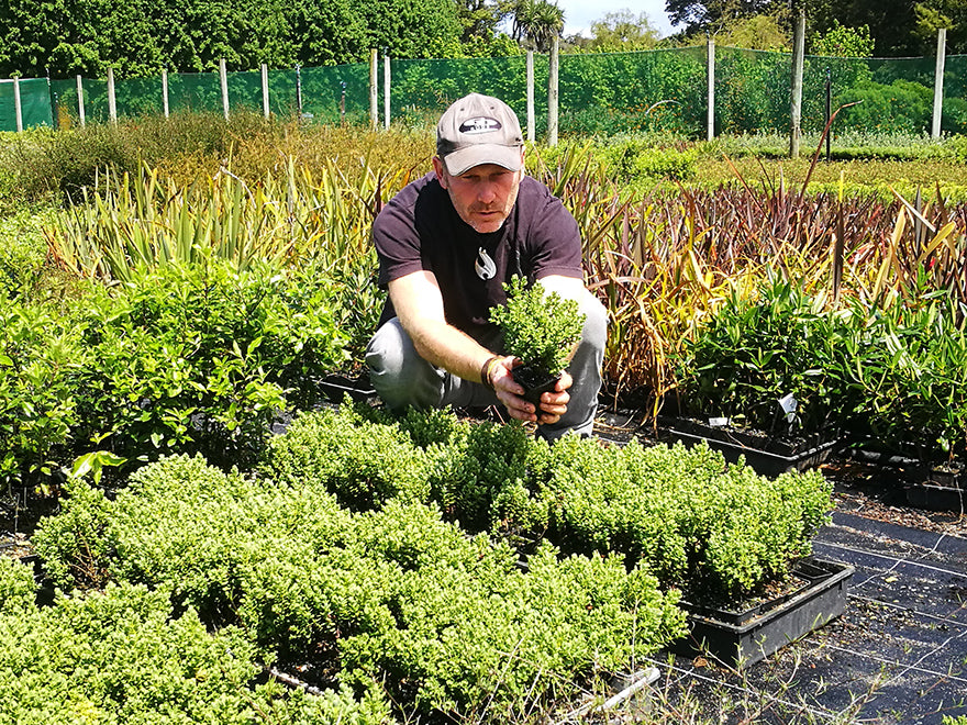 100x Hebe Topiaria - $2.99 each