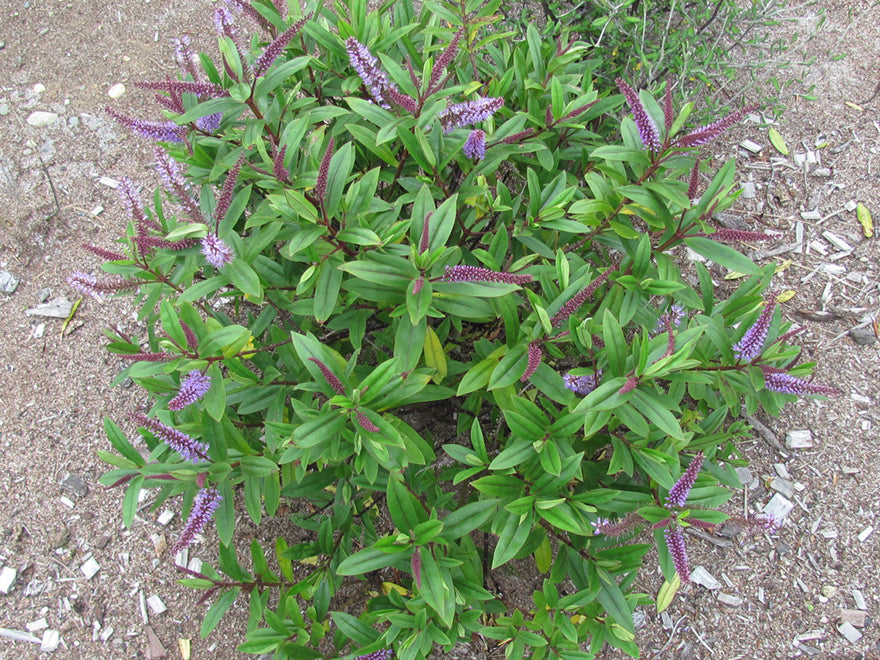 25x Hebe Totara Blue - $4.99 each