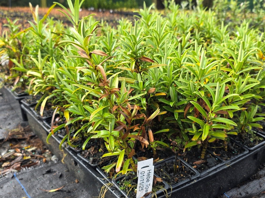 10x Hebe Townsonii - $1.99c each