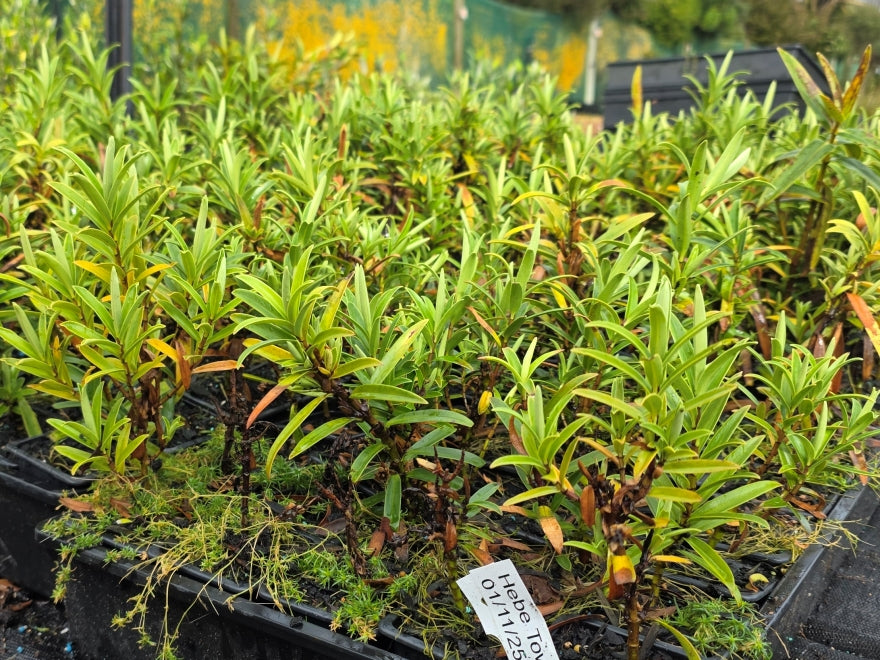 10x Hebe Townsonii - $1.99c each