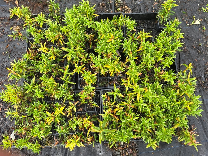 10x Hebe Townsonii - $1.99c each