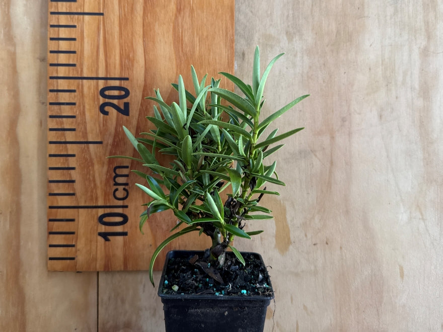 5x Hebe Townsonii - $5.99 each