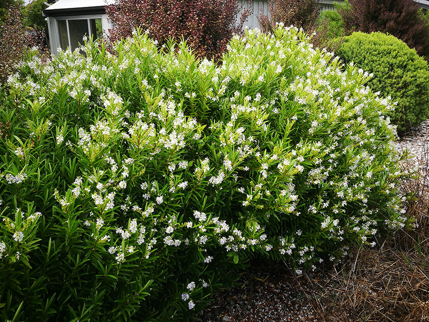 25x Hebe Townsonii - $4.99 each