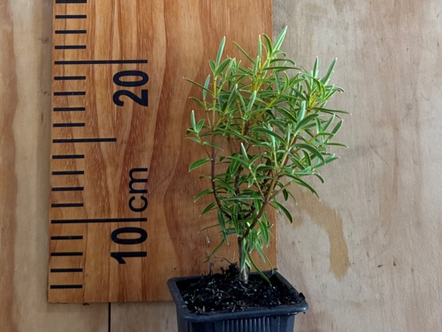 100x Hardy Hebe Combo - $3.99 each