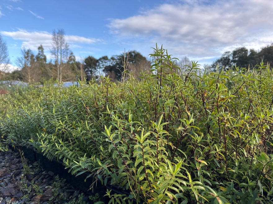100x Hardy Hebe Combo - $3.99 each