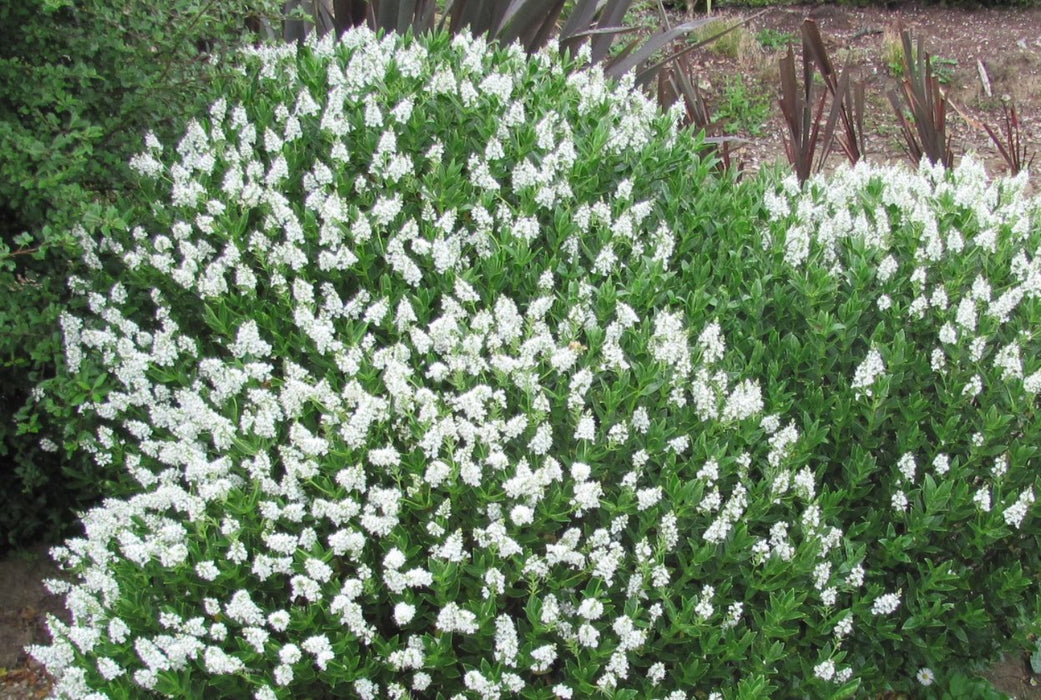 5x Hebe treadwellii - $5.99 each